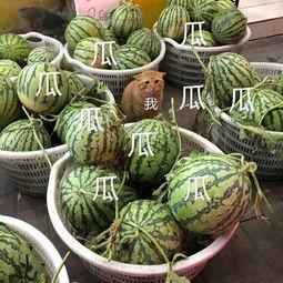 娱乐吃瓜的头像,吃瓜群众眼中的明星幕后故事